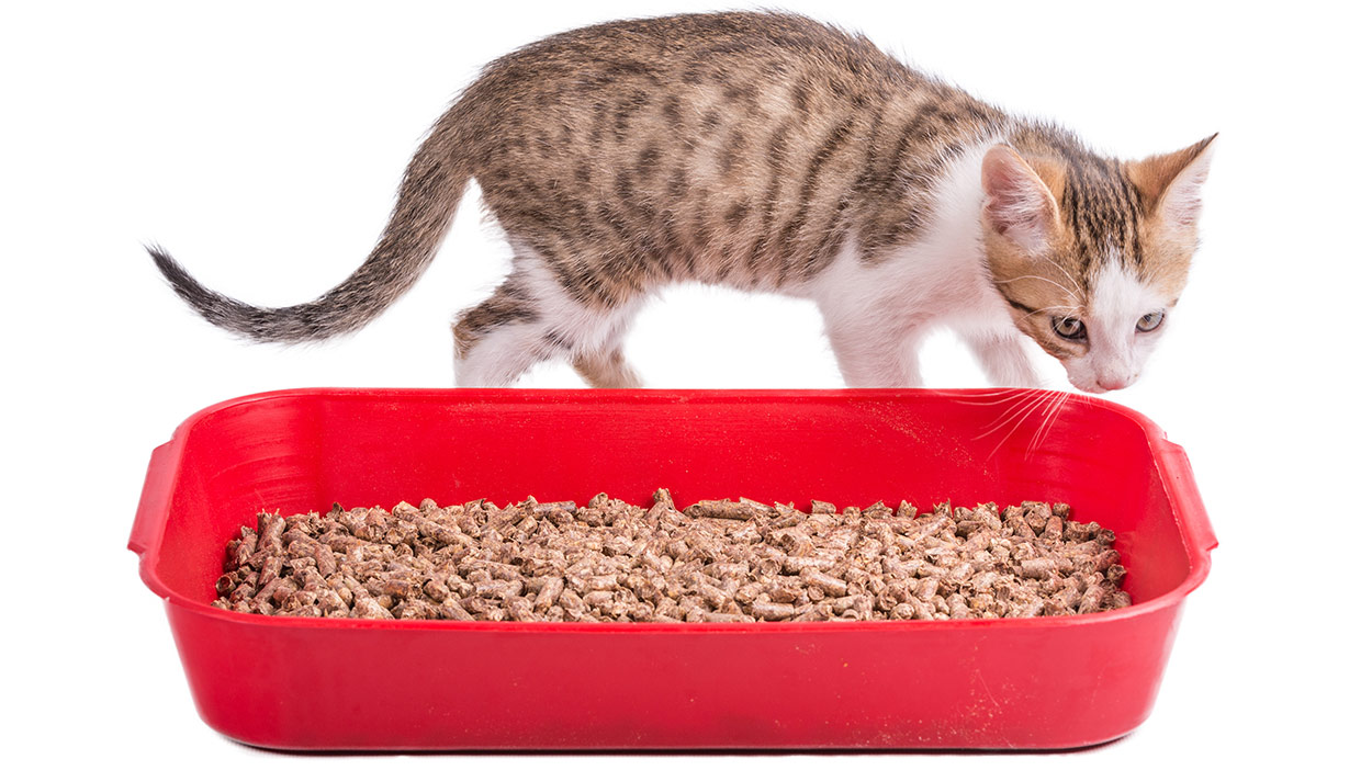 Dust Free Cat Litter Benefits, Reviews, and Controlling