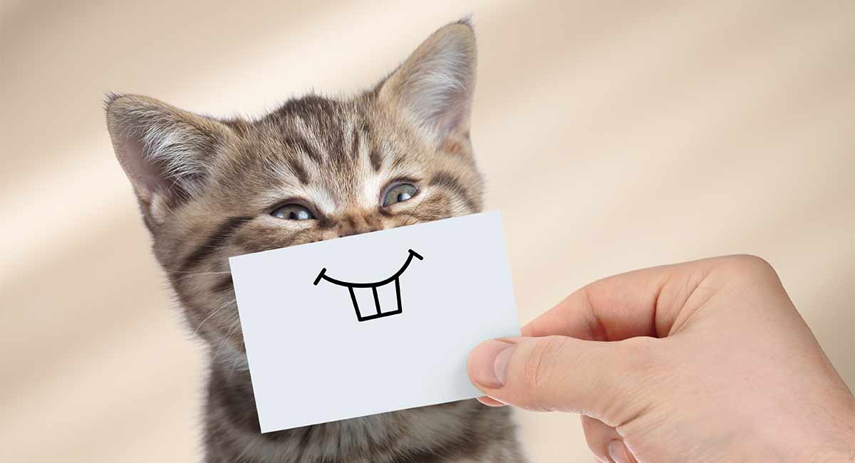 Learn how to help ease kitten teething. Do Cats Smile? ...And How To Spot A Happy Cat!