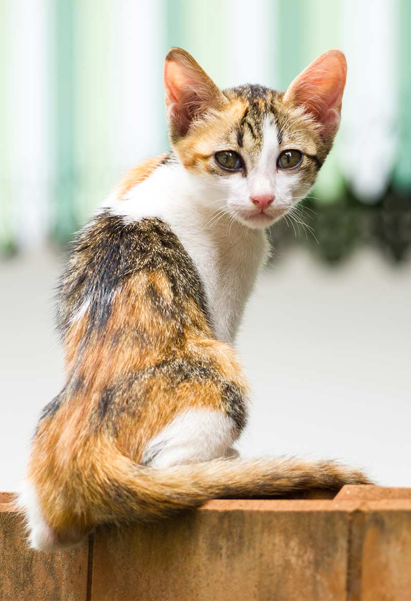 How To Fatten Up A Cat That Needs To Gain Weight