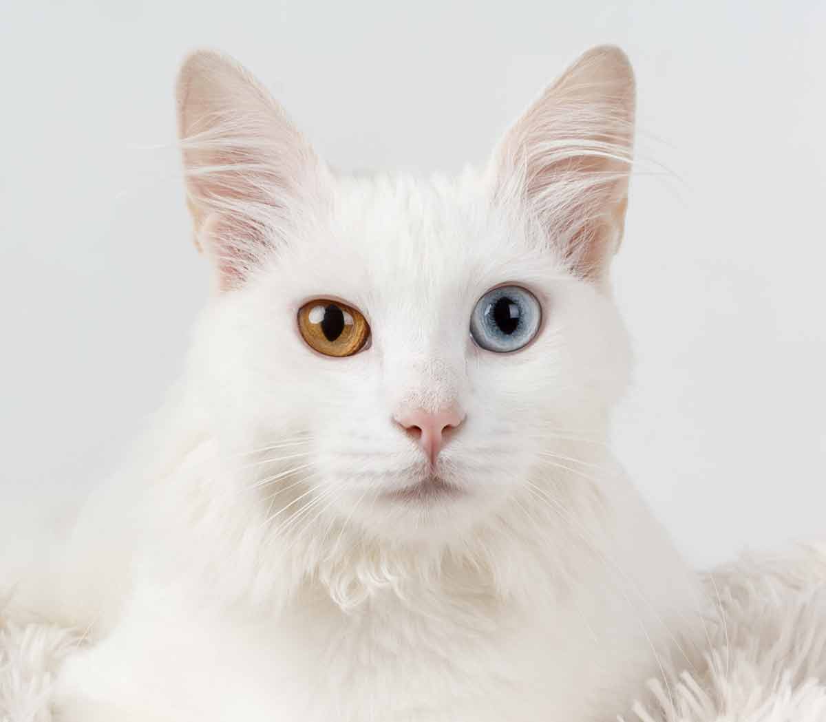 8 types of cat eye colors and their rarity with pictures excited cats