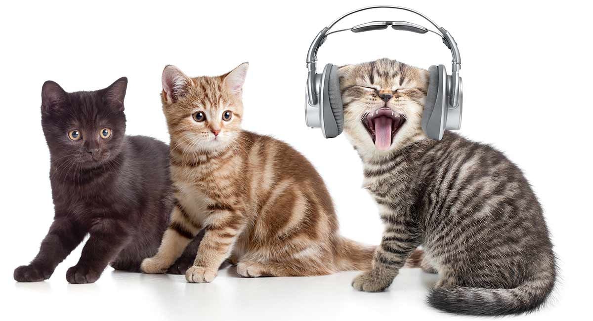 Do Cats Like Music? Tunes For Kitties To Get Down To!