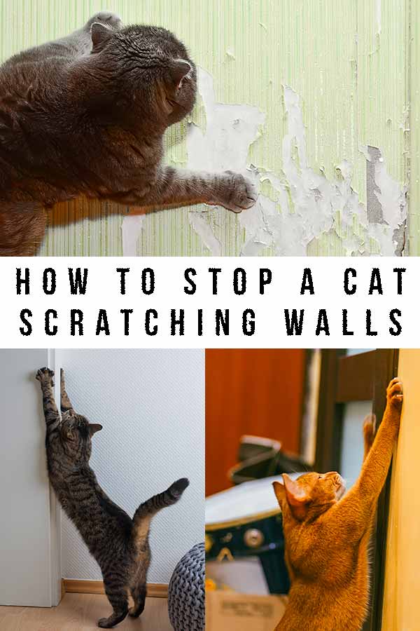 How Can I Get My Cat To Stop Scratching
