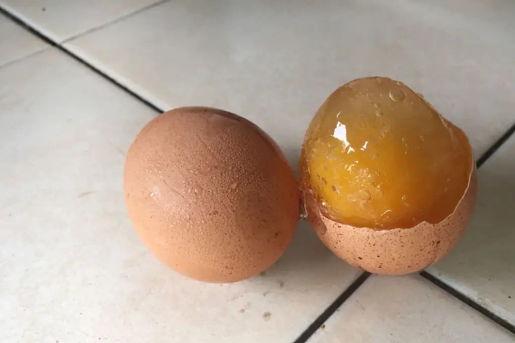 How To Stop My Eggs From Freezing? The Happy Chicken Coop