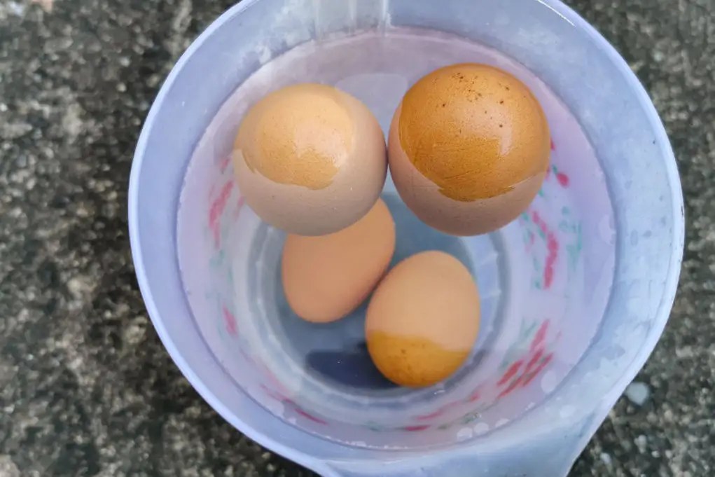 How Long Are Eggs Good For? The Happy Chicken Coop