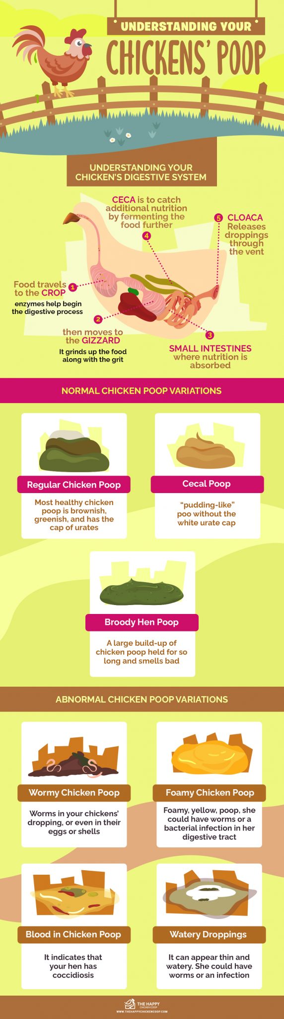 Understanding Your Chickens’ Poop The Happy Chicken Coop