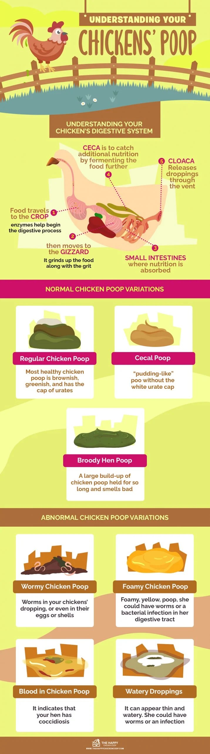 Understanding Your Chickens’ Poop The Happy Chicken Coop