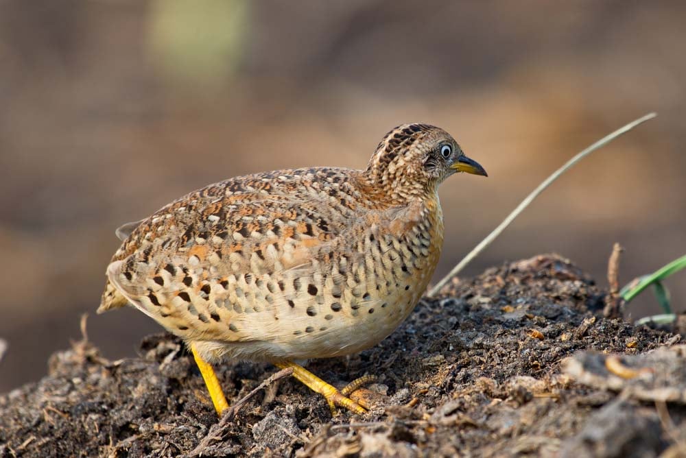 Raising Quail as Pets A Full Guide The Happy Chicken Coop