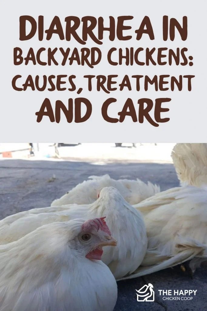 Diarrhea in Backyard Chickens Causes, Treatment and Care