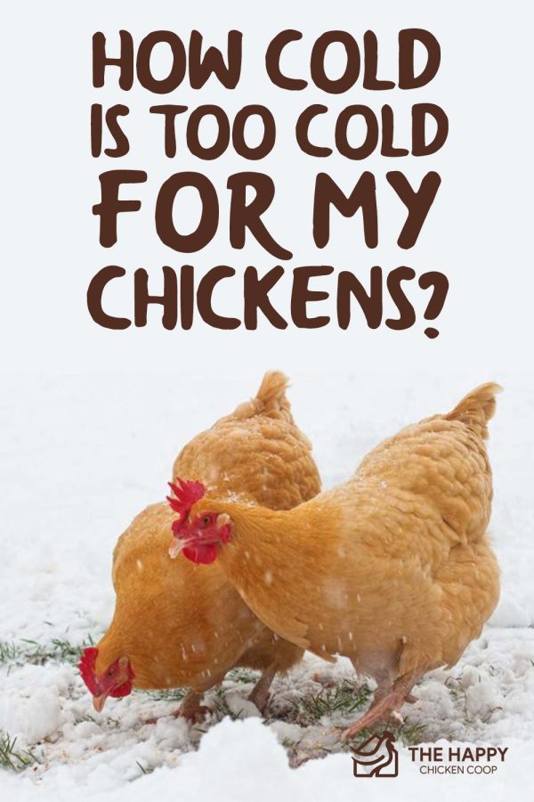How Cold Is Too Cold For My Chickens? The Happy Chicken Coop