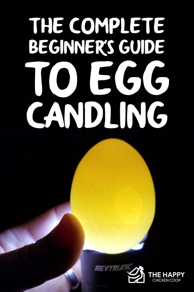 The Complete Beginner's Guide To Egg Candling