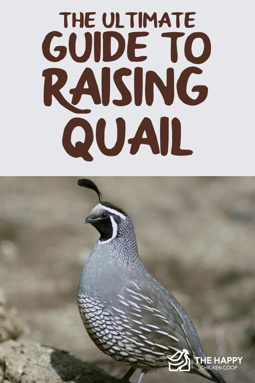 The Ultimate Guide to Raising Quail The Happy Chicken Coop