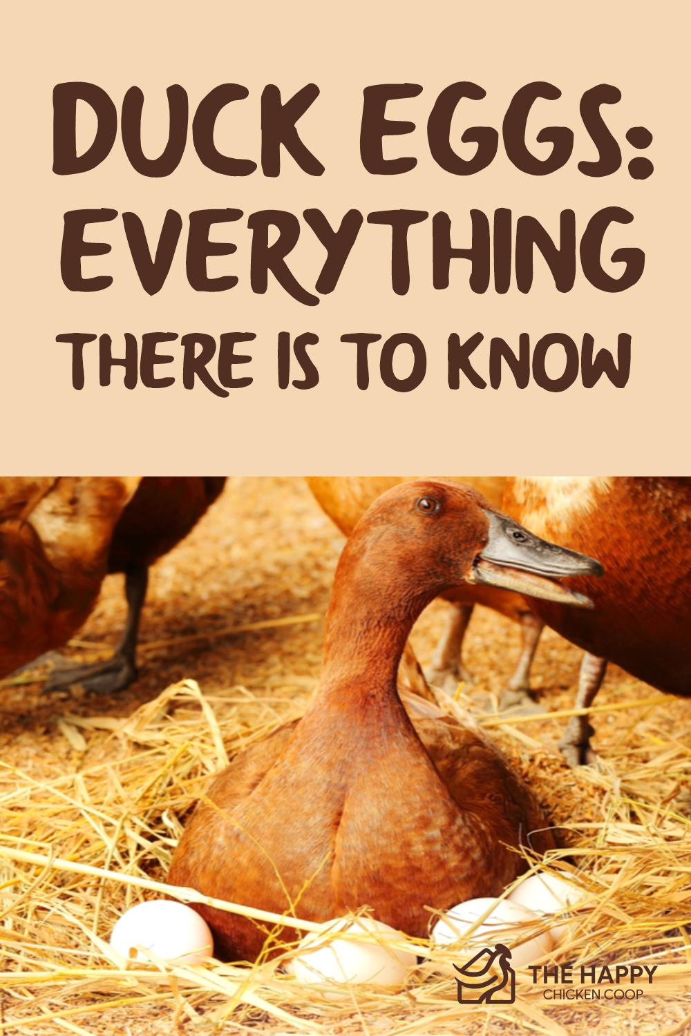 Duck Eggs Ultimate Guide How Long They Last, Nutrition, and More