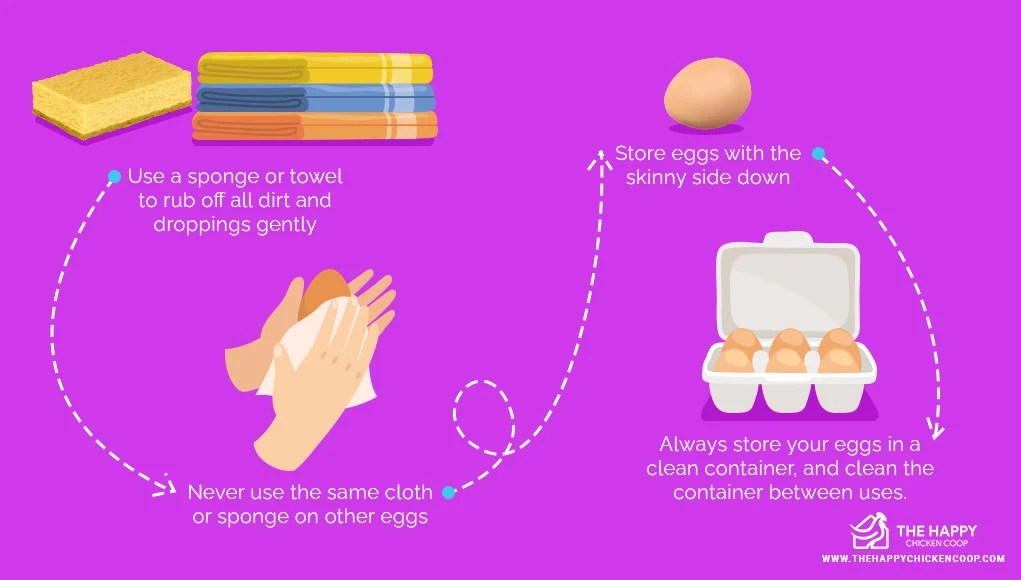 Washing Eggs The Why And How The Happy Chicken Coop jpg (1021x580)