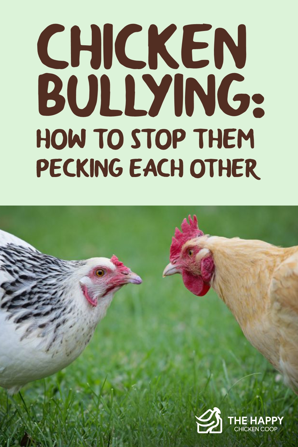 Chicken Bullying How to Stop Them Pecking Each Other