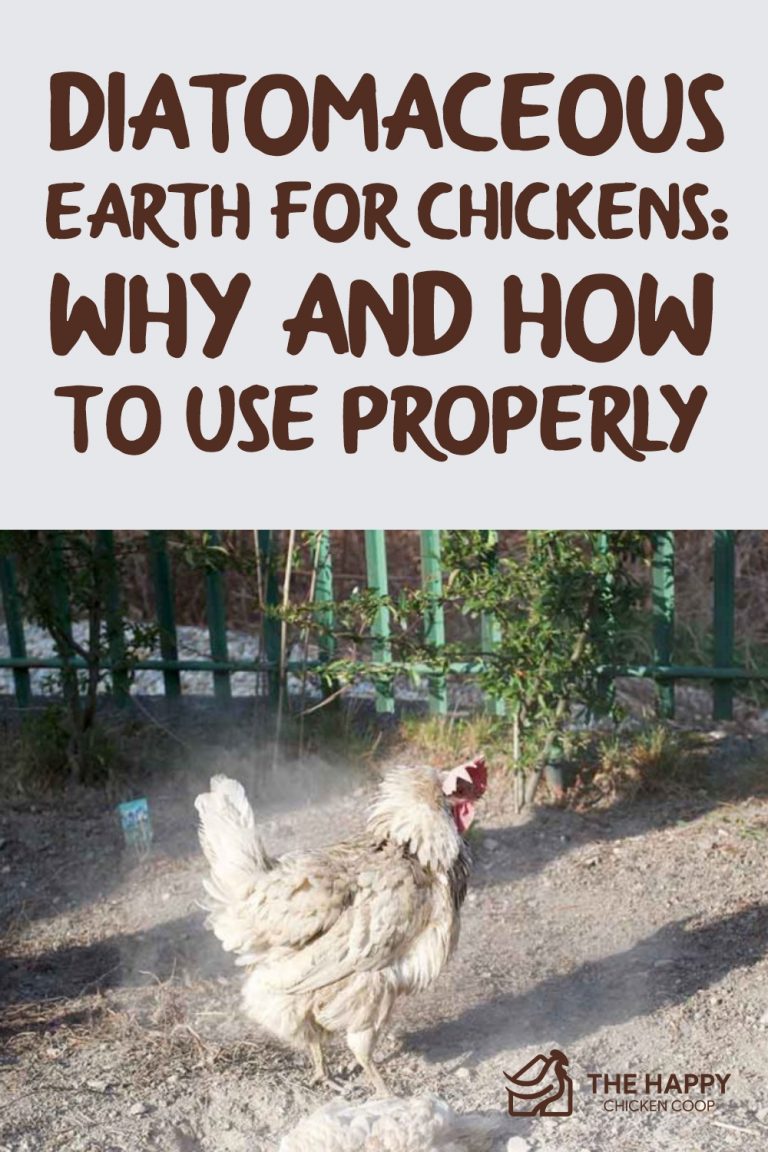 Diatomaceous Earth For Chickens Why and How To Use Properly
