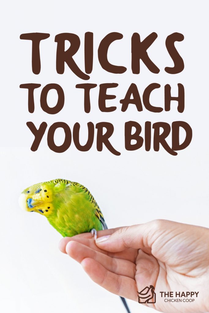 15 Tricks to Teach Your Bird The Happy Chicken Coop