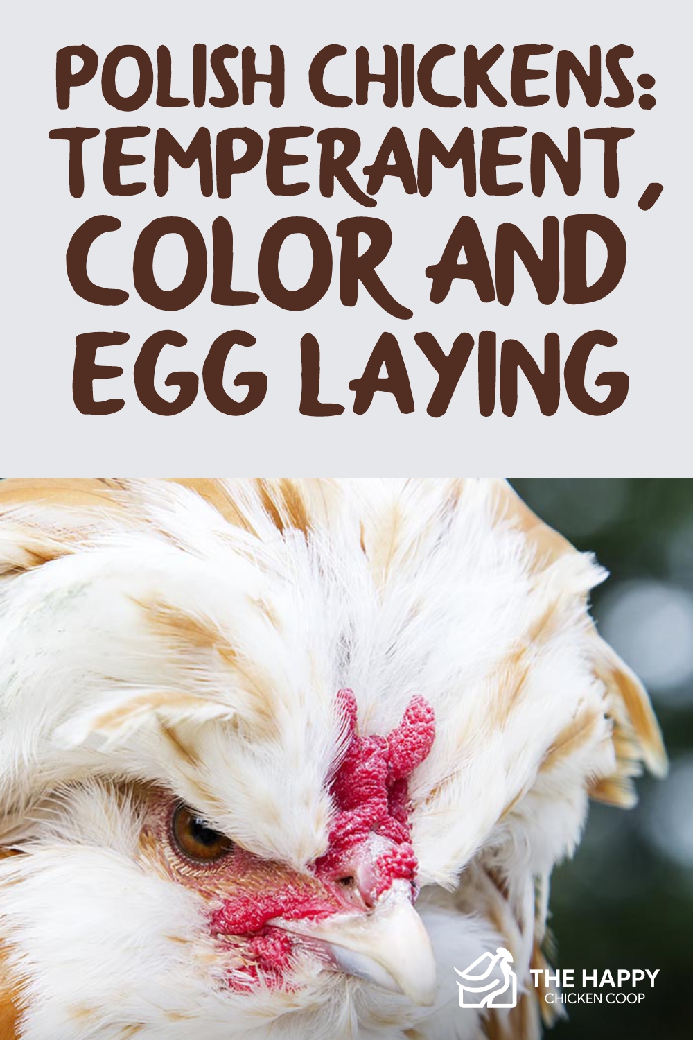 Polish Chickens Temperament, Color and Egg Laying