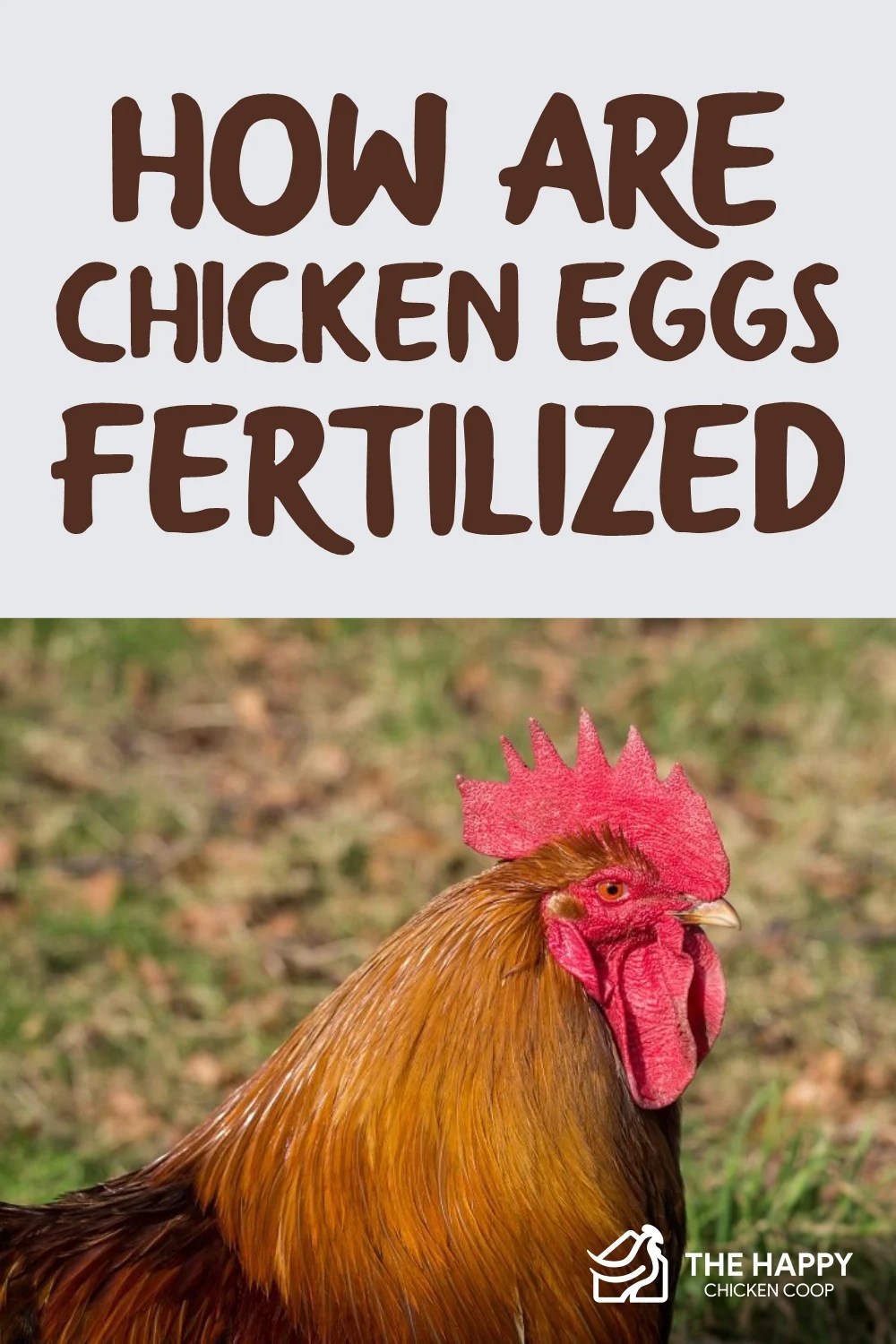 How Are Chicken Eggs Fertilized The Happy Chicken Coop