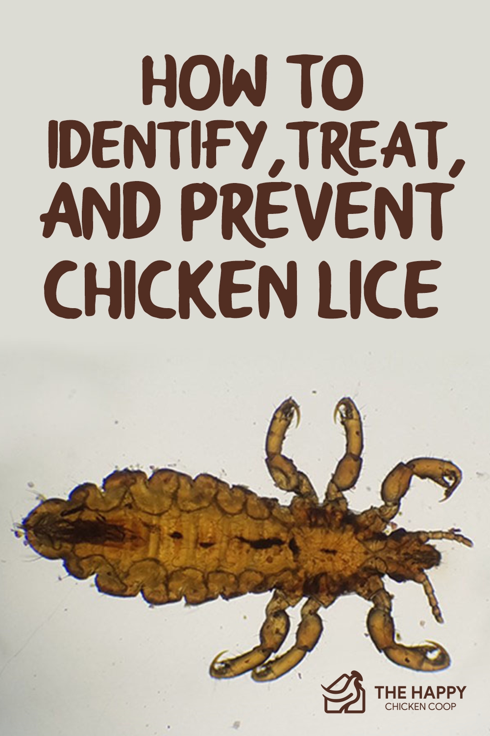 How To Identify, Treat, and Prevent Chicken Lice