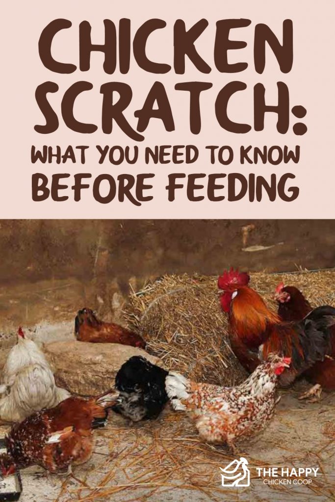 Chicken Scratch What You Need To Know Before Feeding