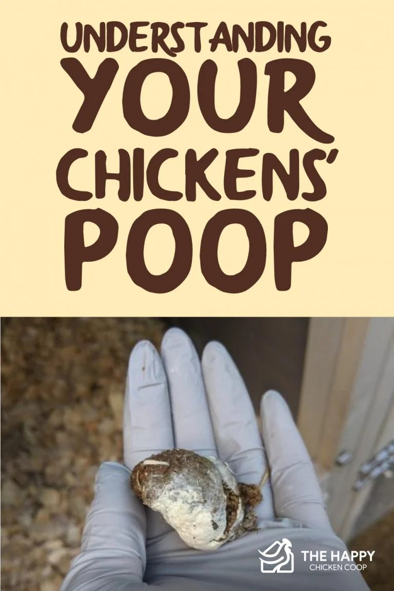 Understanding Your Chickens’ Poop The Happy Chicken Coop