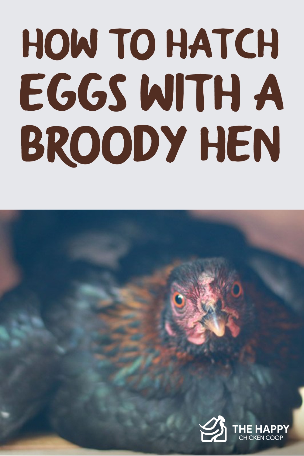 How To Hatch Eggs With A Broody Hen The Happy Chicken Coop