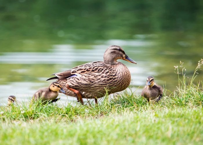 Ducks Need Water The Happy Chicken Coop