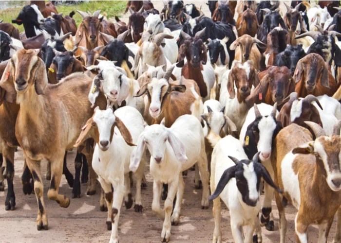 How Many Goats Should I Have?