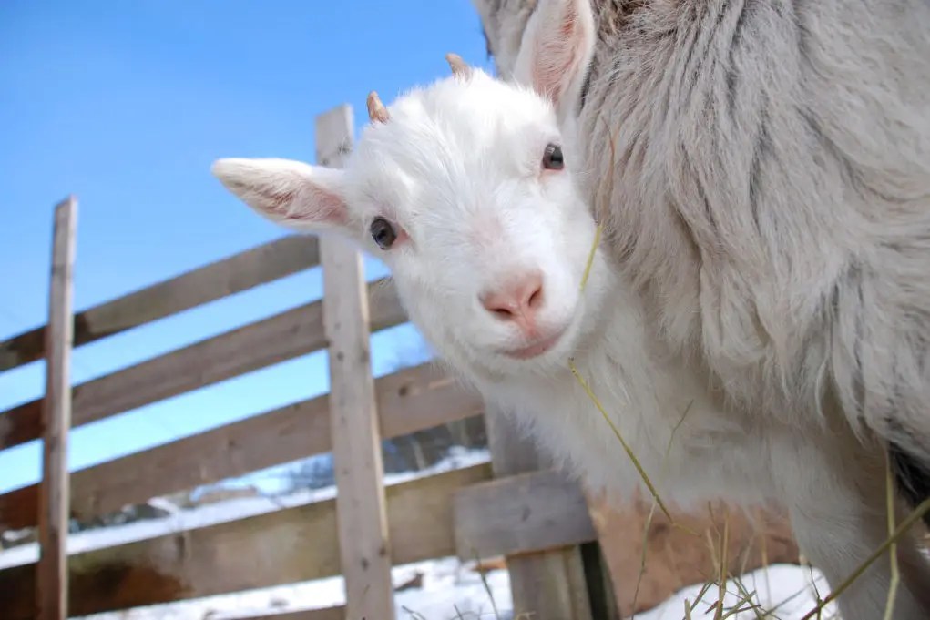 How to Keep Baby Goats Warm In Winter Without Electricity