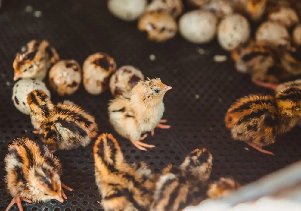 How to Incubate and Hatch a Quail Egg