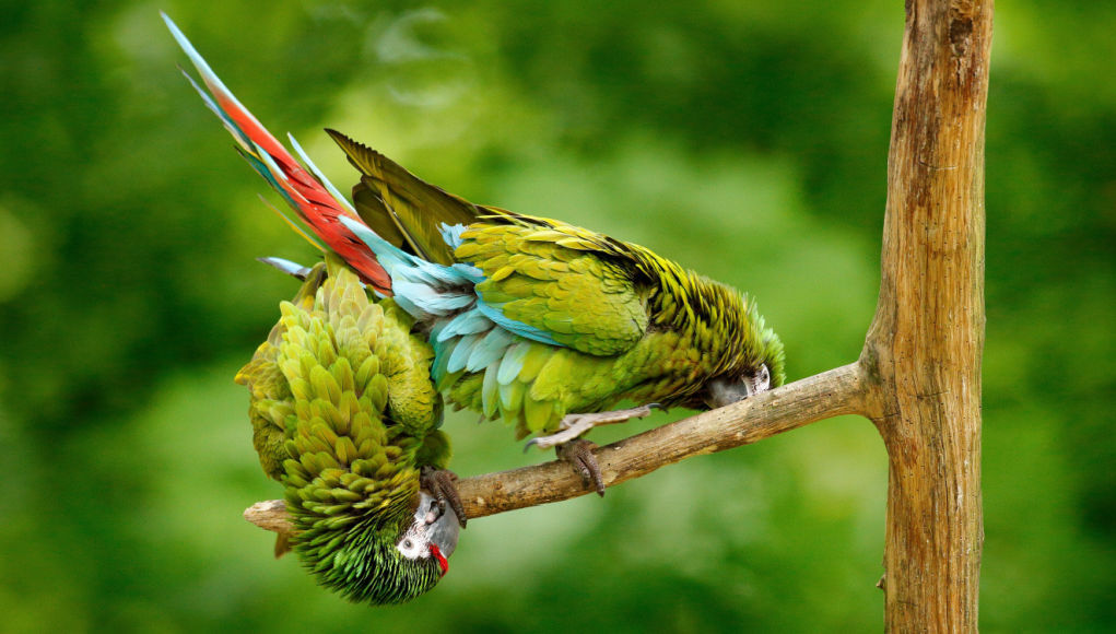 28 Parrot Behavior That Are Completely Normal