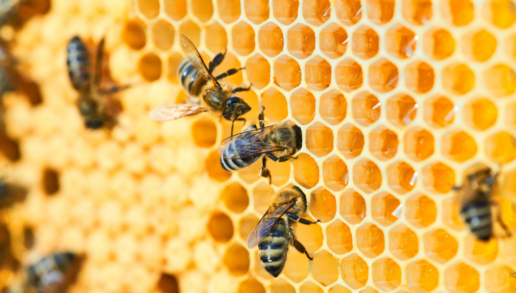 How do bees produce honey Archives The Happy Chicken Coop