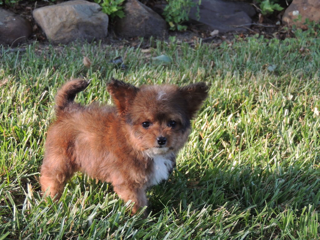 Puppies The Happy Woofer