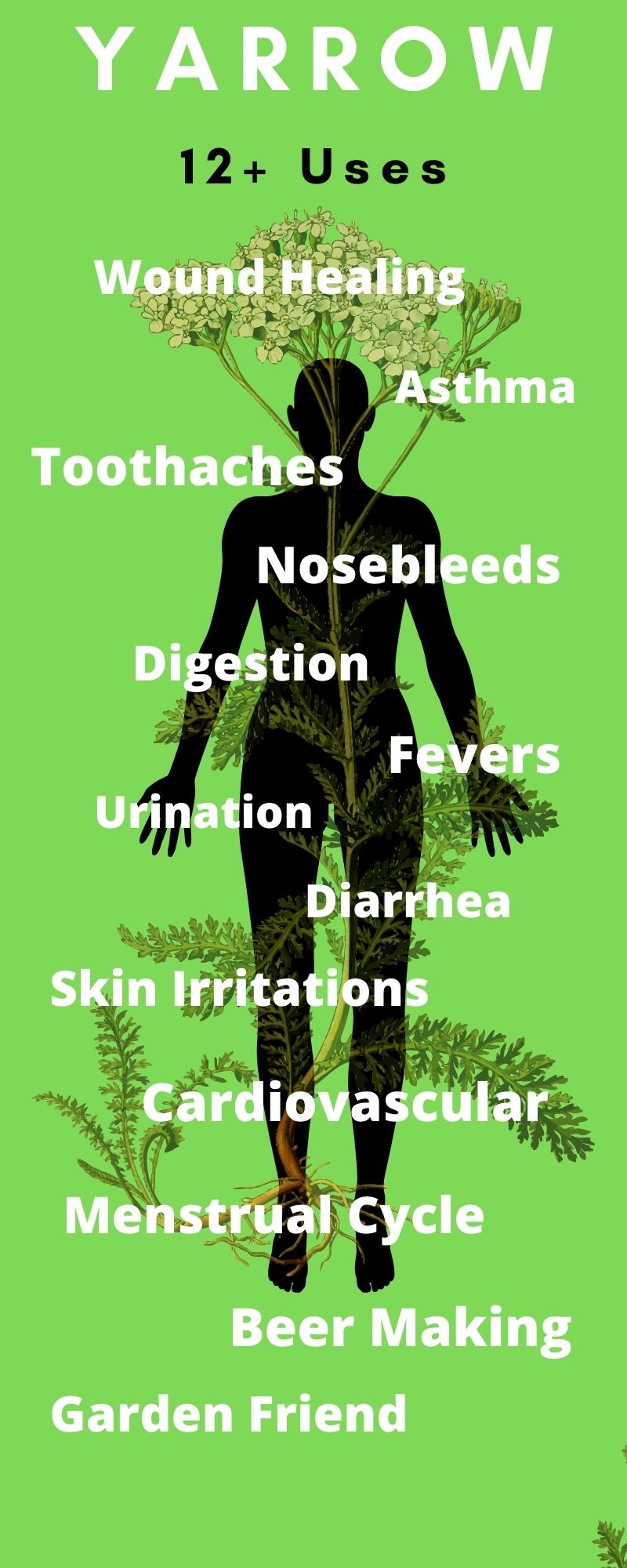 Yarrow Over Twelve Medicinal Uses theHERBAL Cache