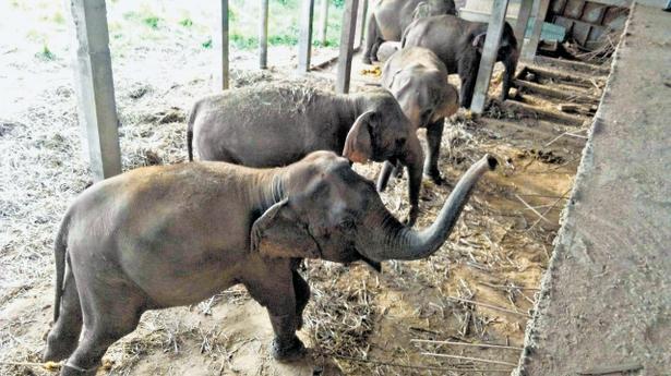Weak and in pain, five female elephants cry for attention in Mandya