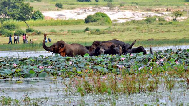 Tumkur efforts renewed to drive back six elephants into forest The Hindu