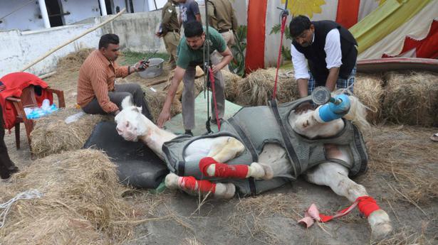 Centre urged to enact Animal Welfare Bill The Hindu