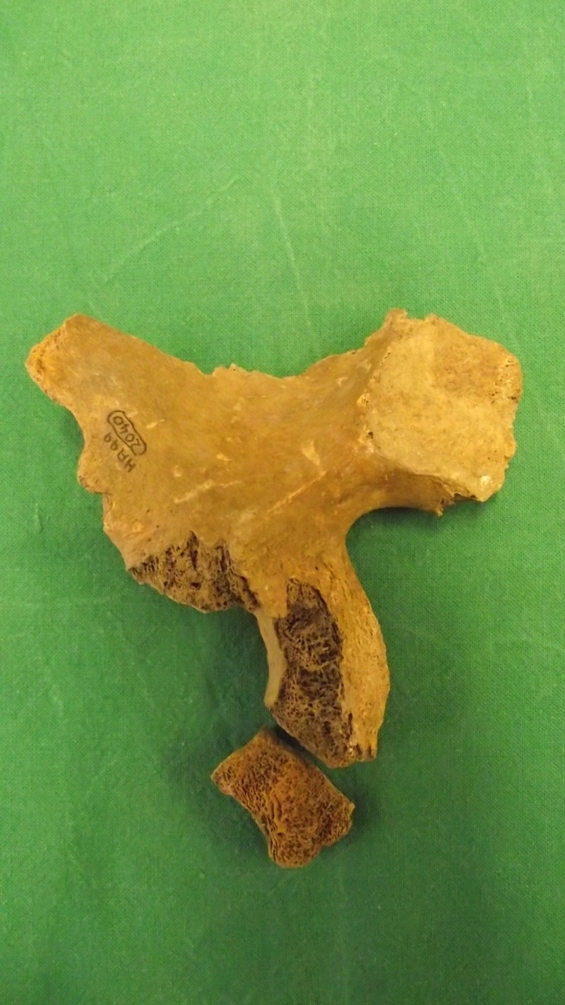 Is this Alfred the Great’s pelvic bone? The History Blog