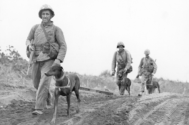 War Dogs Tales of Canine Heroism The History Reader The History Reader