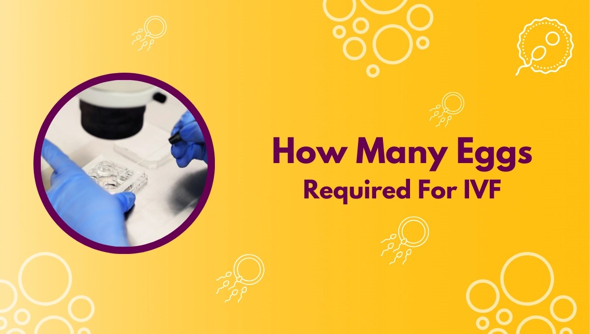 How Many Eggs Required For IVF?