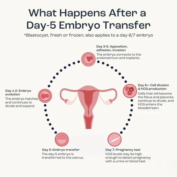 7 Days After Embryo Transfer Symptoms Positive Signs.