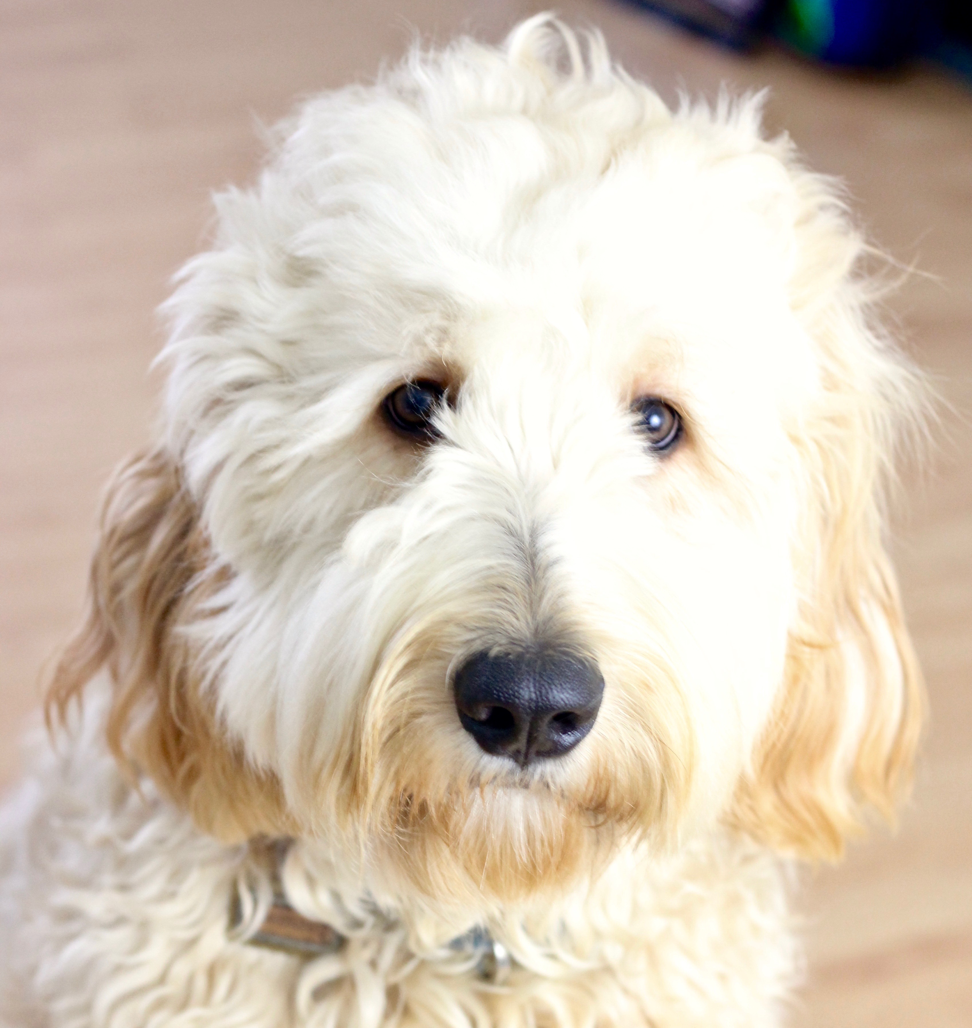 Top 5 Best Dog Toys For Goldendoodles The Homespun Chics