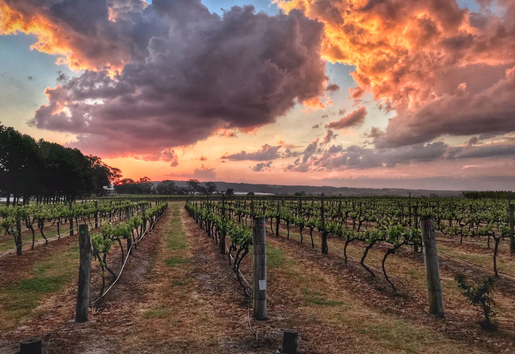 Summit Estate Wines for sale Mann Real Estate The Hotel Conversation