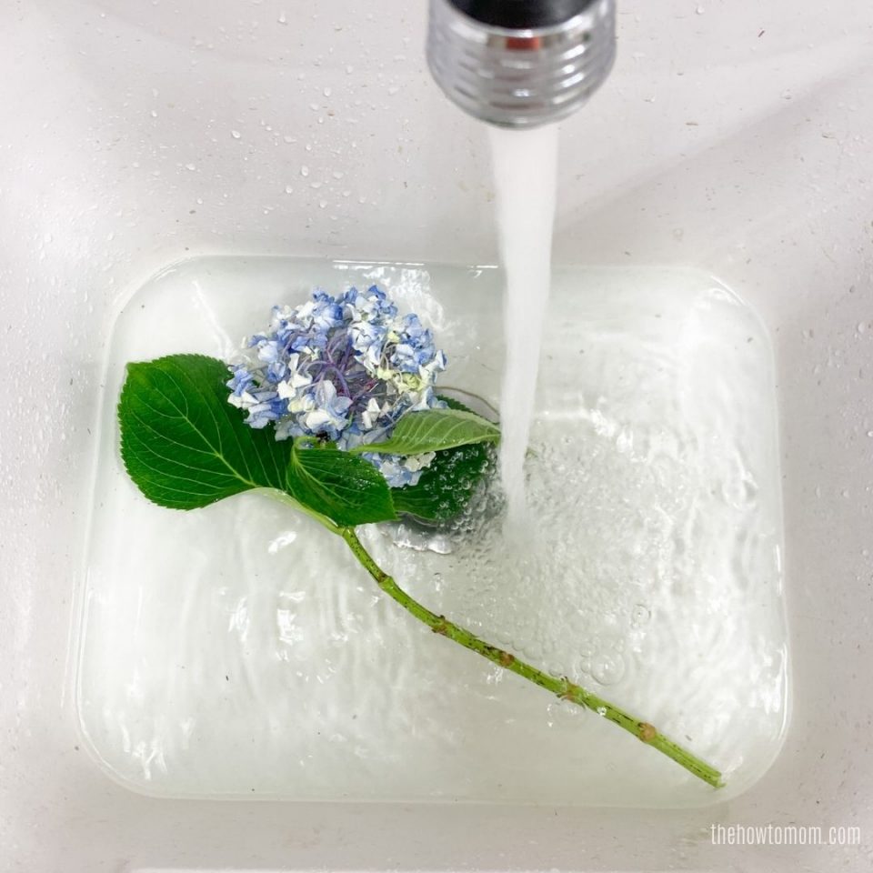 How to Revive Wilted Hydrangeas Guaranteed! The How To Mom