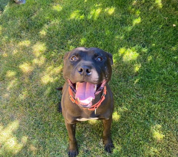 Meet Cocoa Puff The Humane Society for & Pierce County