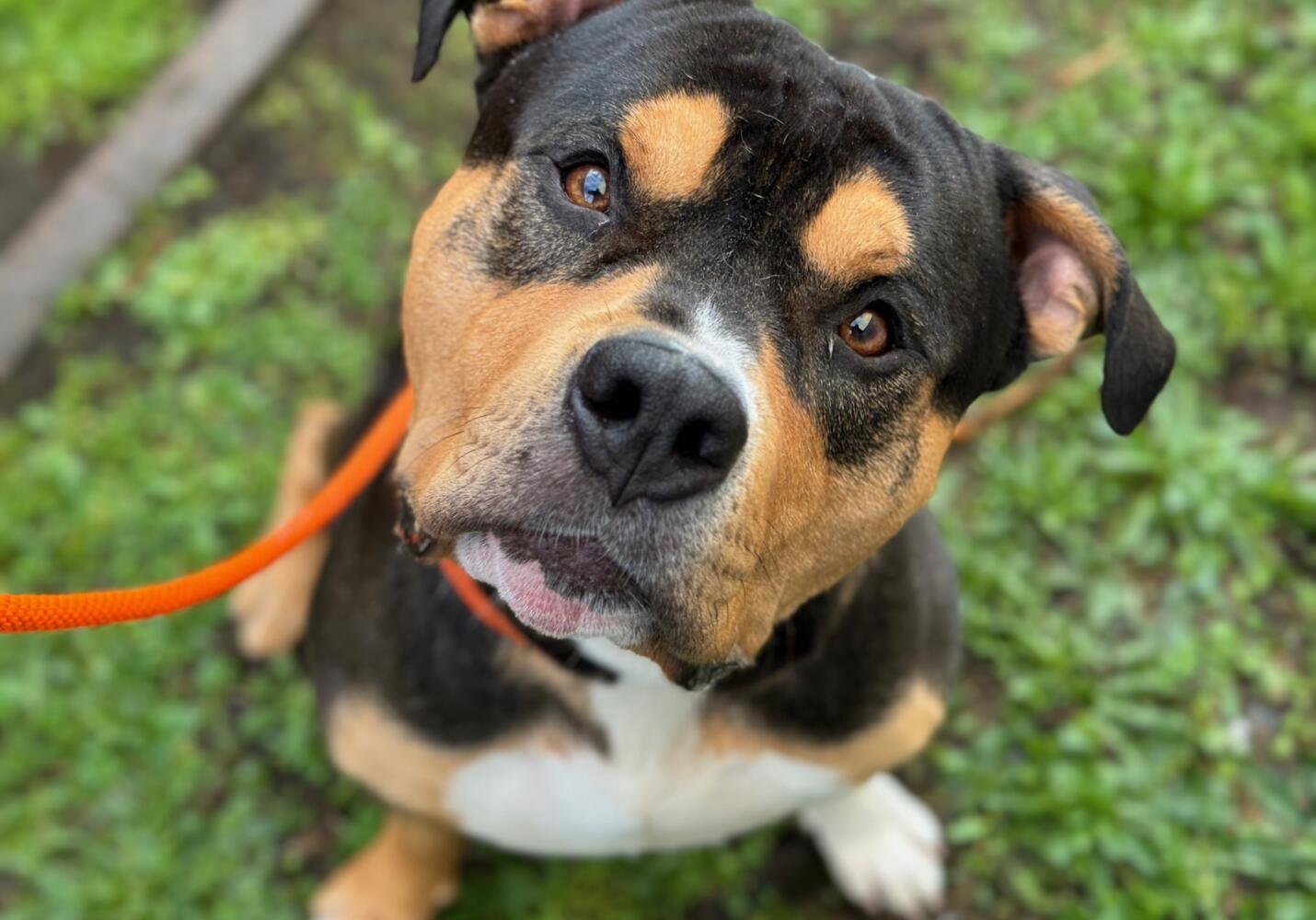 Medusa The Humane Society for & Pierce County