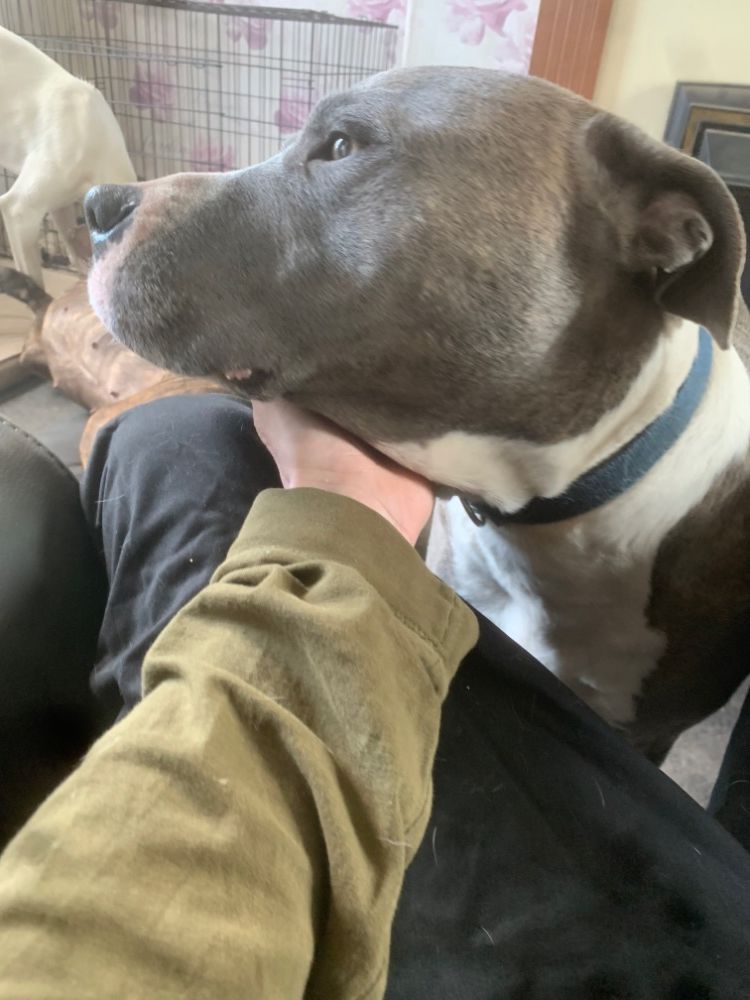 Guard dogs Page 100 Lurchers & Running Dogs The Hunting Life