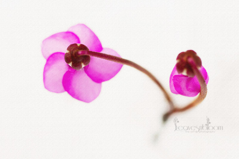 What's in bloom in February? Leavesnbloom Gardening & Photography