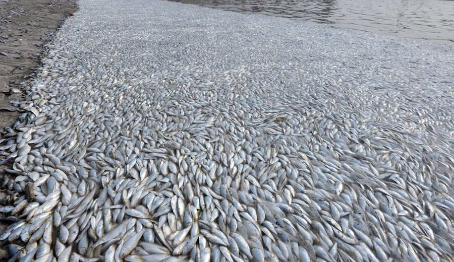 Millions of Dead Fish Are Washing Up On the Shores of Vietnam The Inertia