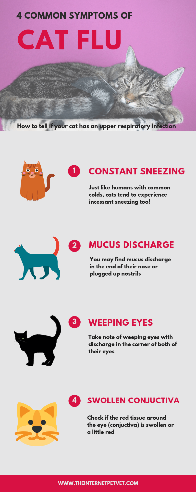 Effective Home Remedies for Sneezing Cats Veterinary